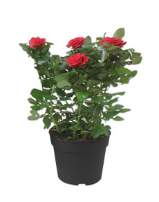 Roses en pot 17cm