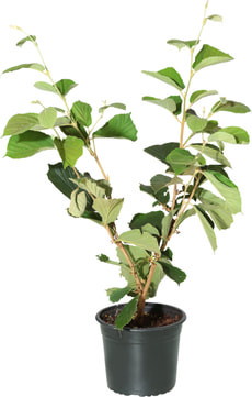 Hamamelis in Sorten 19cm