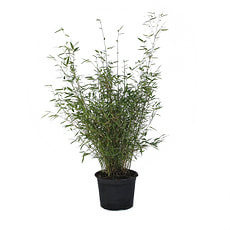 Bambus Fargesia 5l