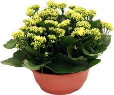 Kalanchoe