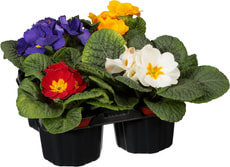 Primula 9cm 4er Set