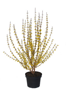 Forsythia 5 l