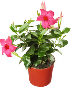 Dipladenia