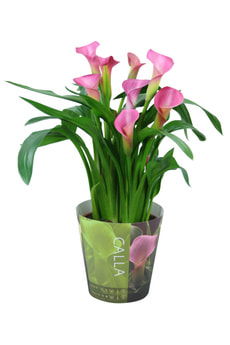 Zantedeschia Mix 13cm