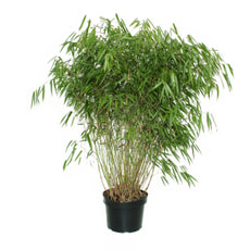 Bambus Fargesia 10l