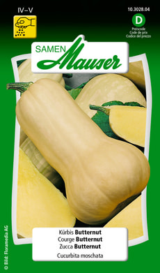Kürbis Butternut