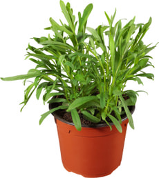 Bio Estragon