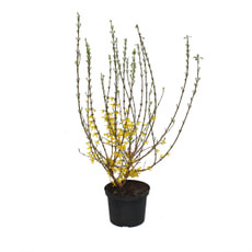 Forsythia
