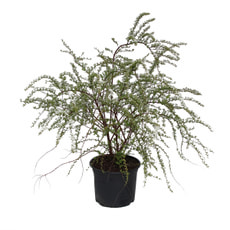 Spiraea Grefsheim 5l