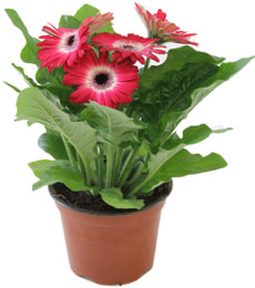 Gerbera Twister Mix