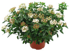Viburnum tinus 13cm
