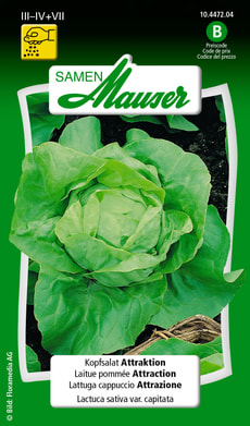 Kopfsalat Attraktion