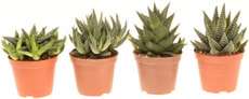 Haworthia Mischung