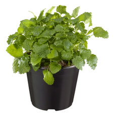 Minze Piperita