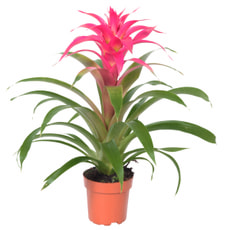 Guzmania Mix 12cm