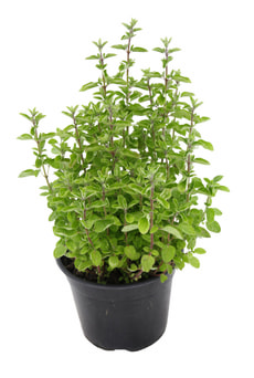 Oregano vulgaris