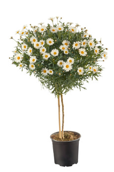 Margeriten Stamm