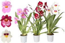 Miltonia 2 Pousses 12cm