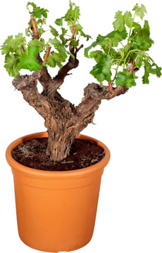 Vitis Solitaer buisson