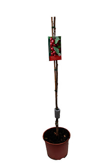 born/prunus