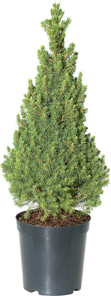 Picea glauca Conica 7l