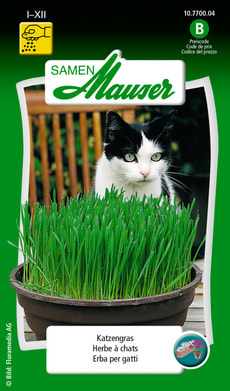 Herbe à chats