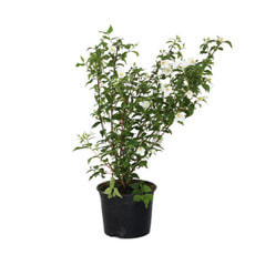 Philadelphus Belle Etoile