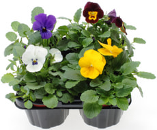 Viola corn. 9cm 4er