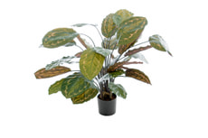 Calathea