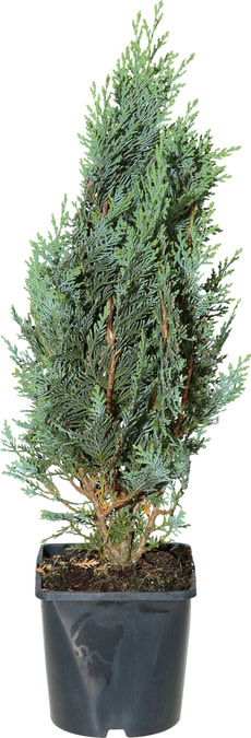Chamaecyparis lawsoniana Glauca 17cm