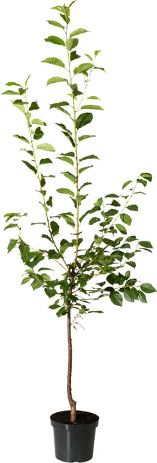 Amarena visciola