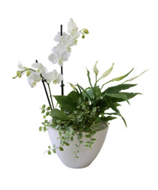 Phalaenopsisschale 20cm