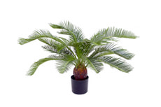 Cycas