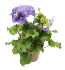 Primula Obconica 12 cm