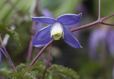 Clematis alpina cordon. 5 l