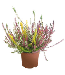 Calluna 11cm Trio