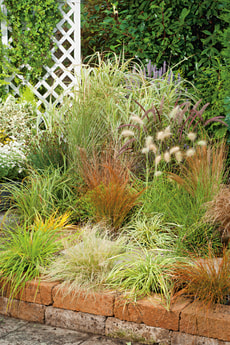 Carex Mix 12cm