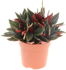 Peperomia Rosso