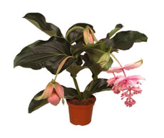 Medinilla 19cm