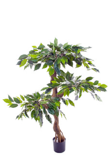 Ficus Stamm gedreht
