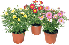 Marguerite couleur