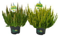 Calluna Skyline 11cm