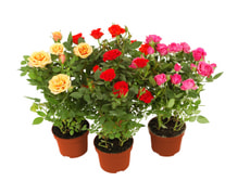 Topfrosen Mix 10.5cm