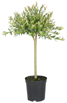 Salice a tronco corto 17 cm