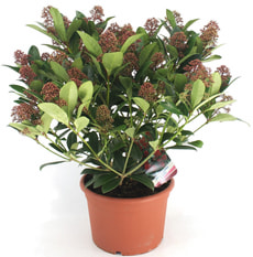 Skimmia japonica Rubella 12cm