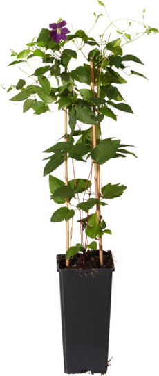 Clematis Hybrida blu 14 cm