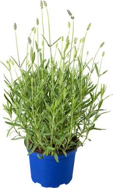 Bio Lavendel