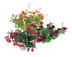 Sommerflor Ampeln