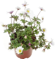 Anemonen blanda 12cm