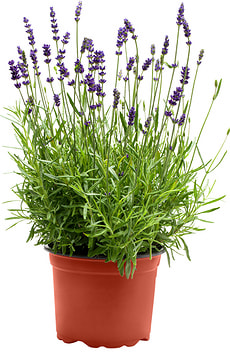 Lavendel Angustifolia Hidcote